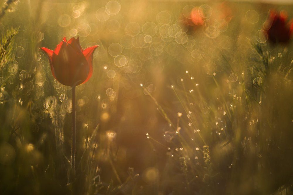 В первых лучах