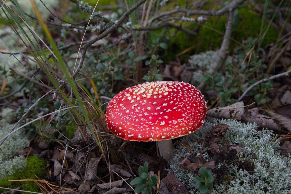мухомор