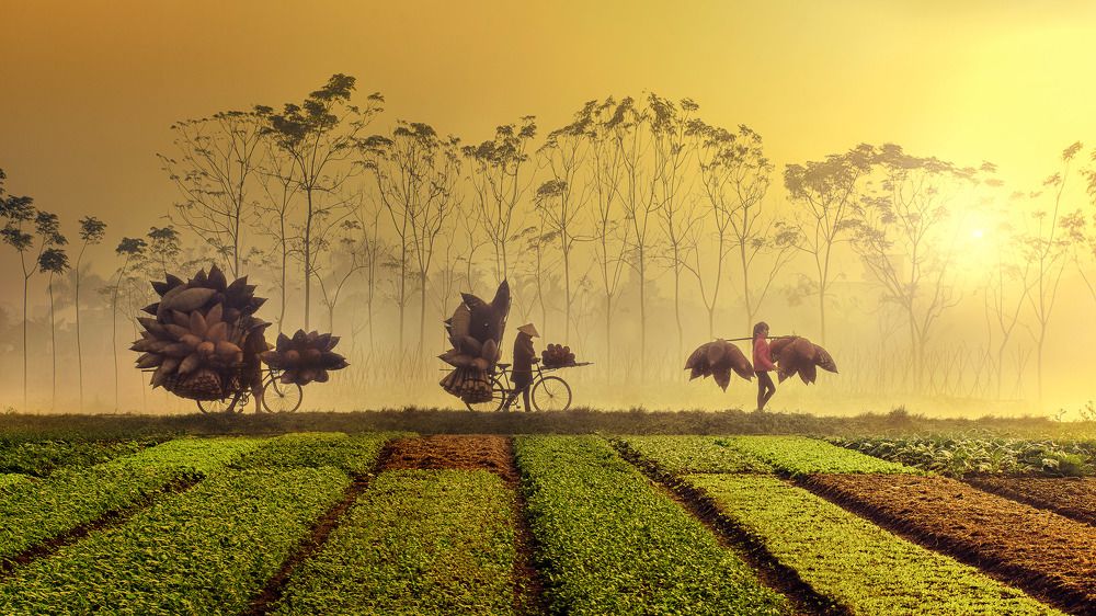 Go through the flowering season