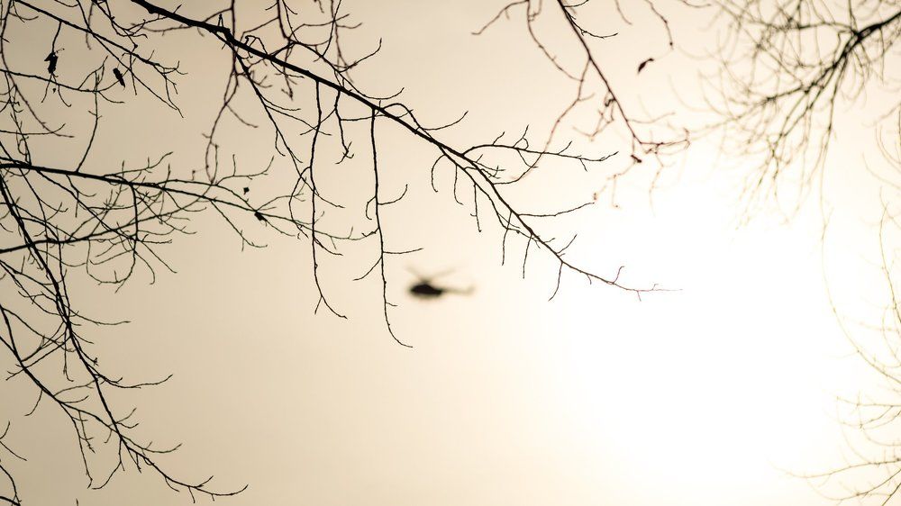 Среди утренних ветвей.