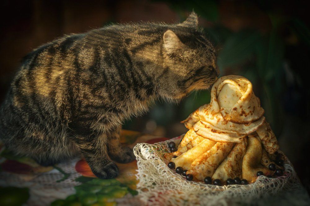 Кот и Масленица