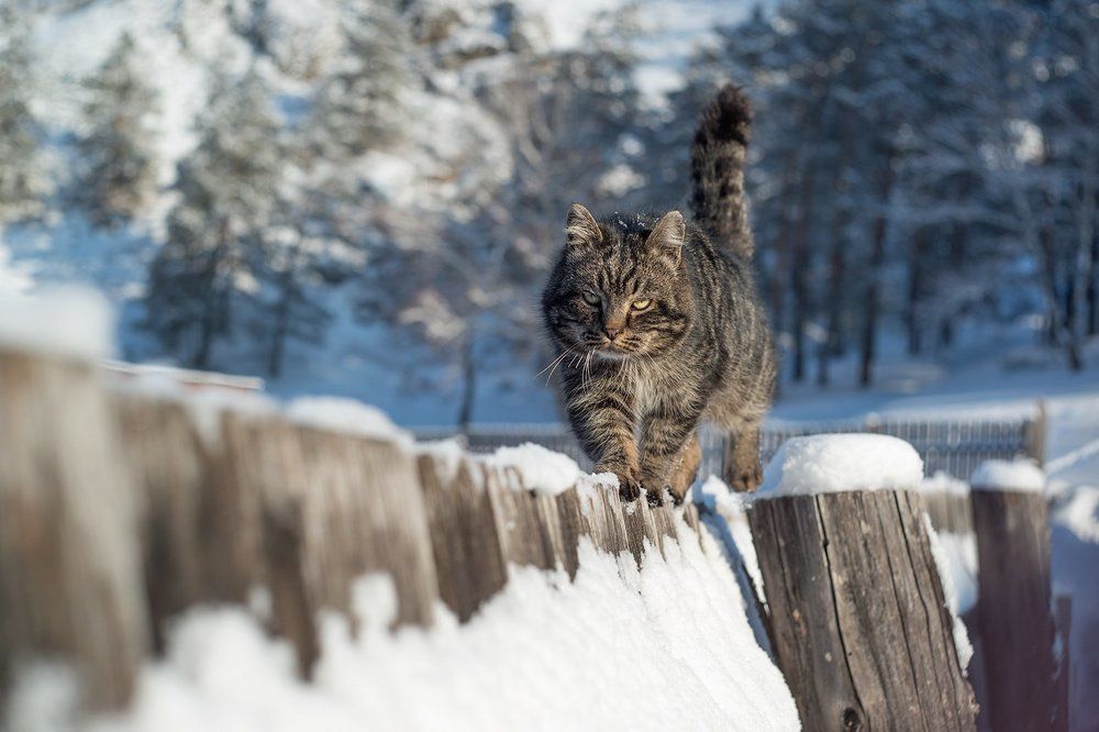 Обход забора дозором