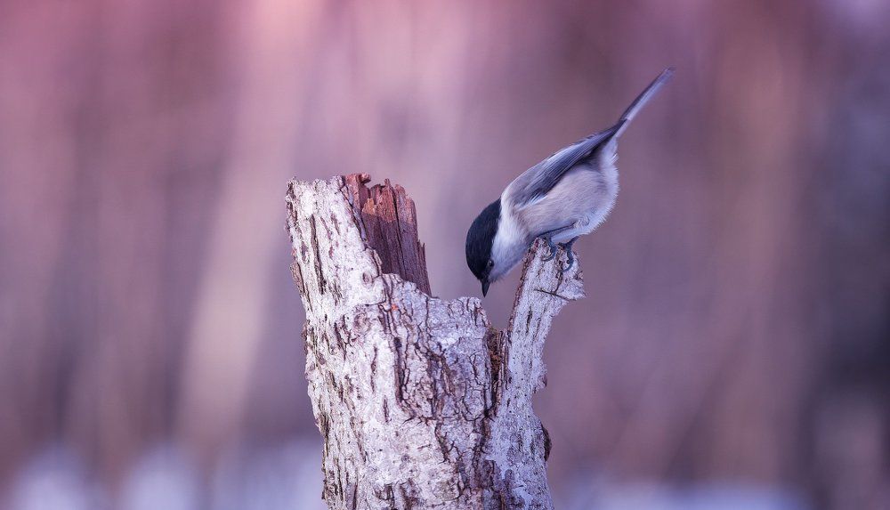 ... э эээй, есть кто там ? :)