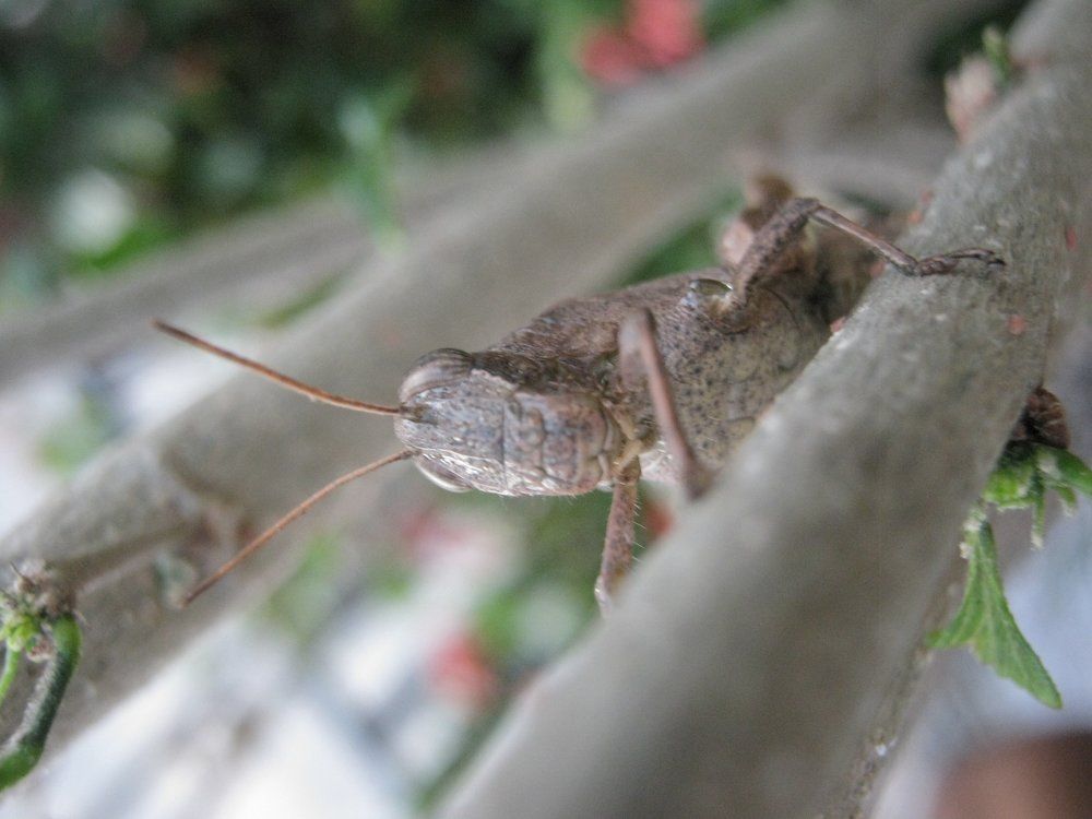 Salta monte en mi jardín. Valencia Venezuela