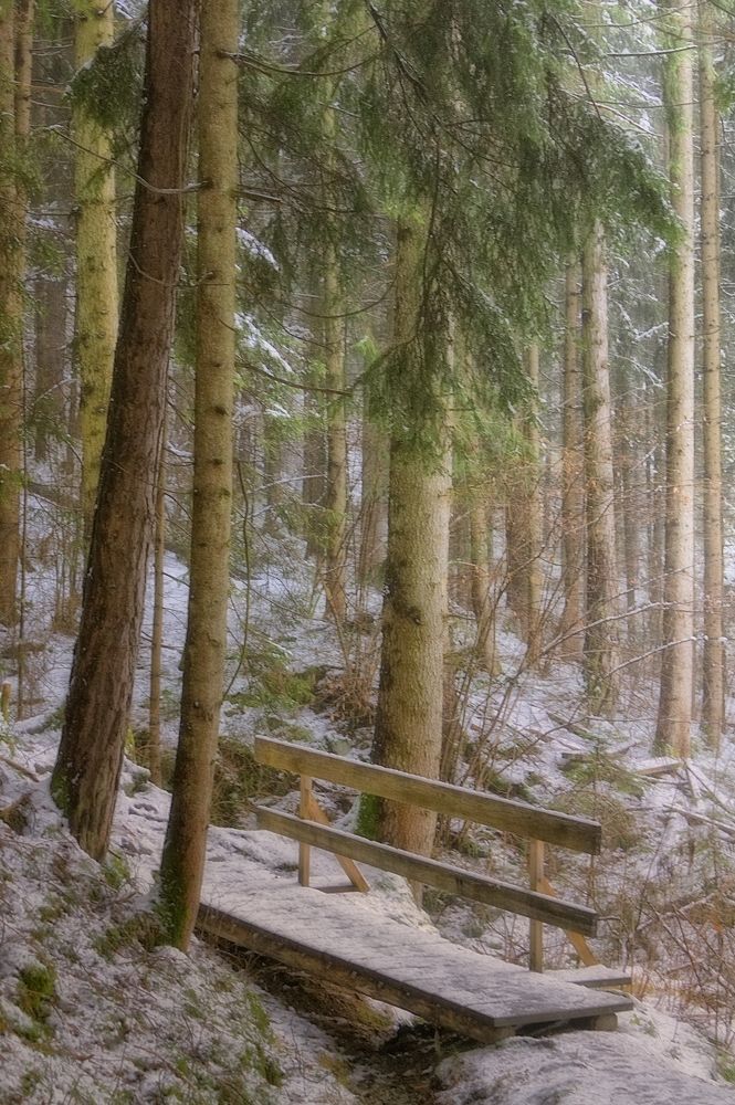 footbridge through a forest brook
