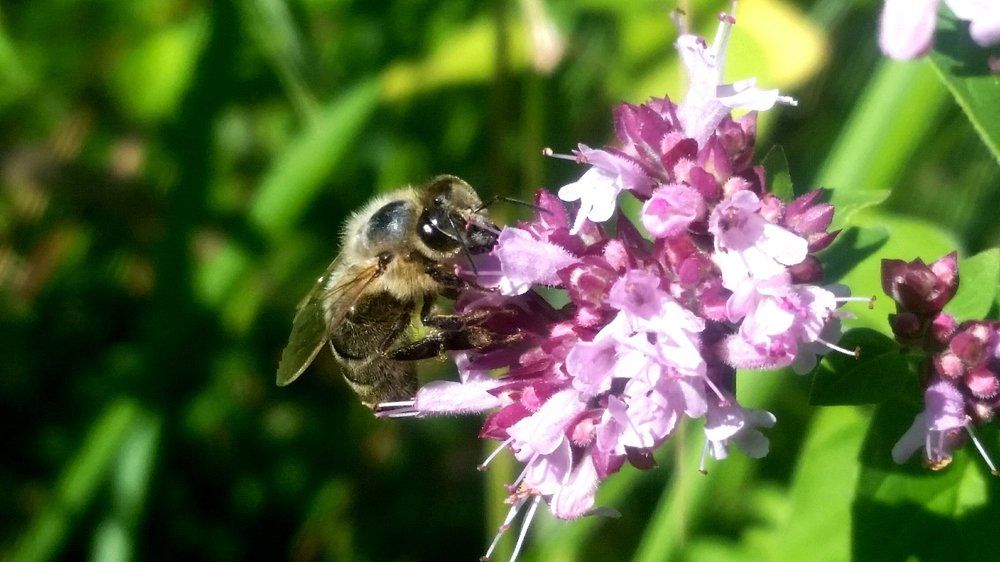 Пчела на работе