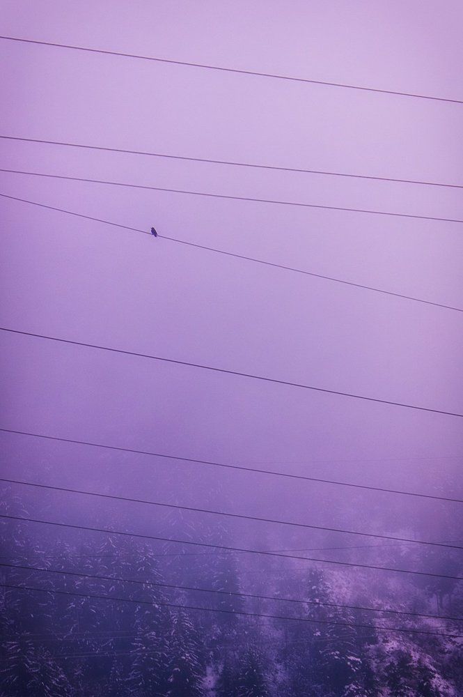 raven on a wire