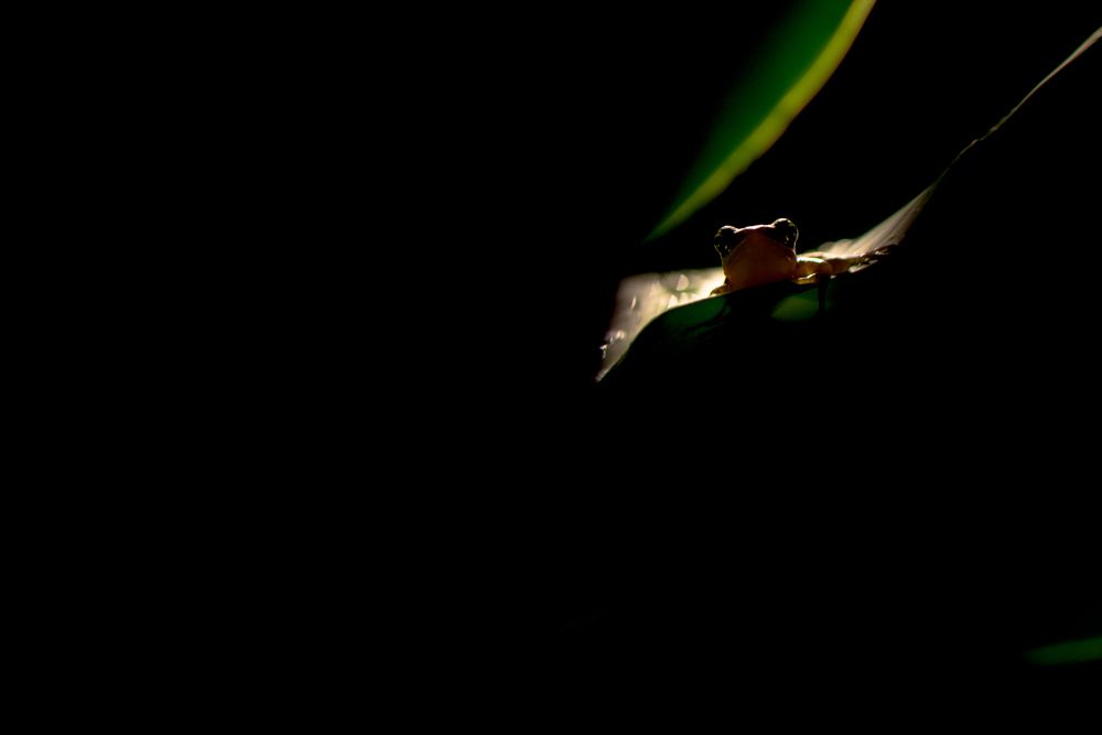 Ghost in the darkness