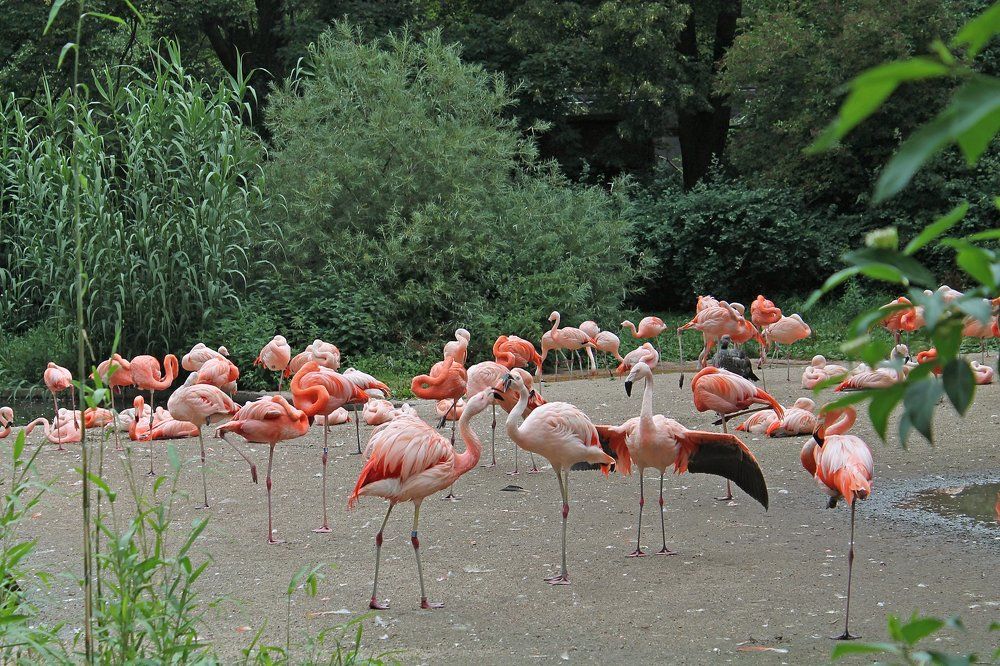 kissing flamingos