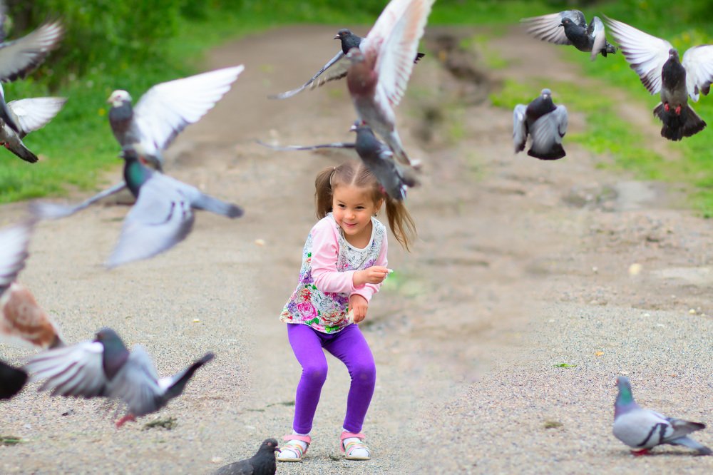Покормили голубей
