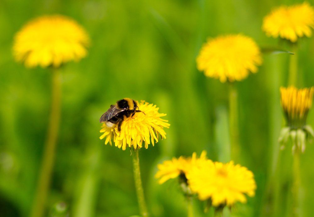 Photograph by Алёна Банционова