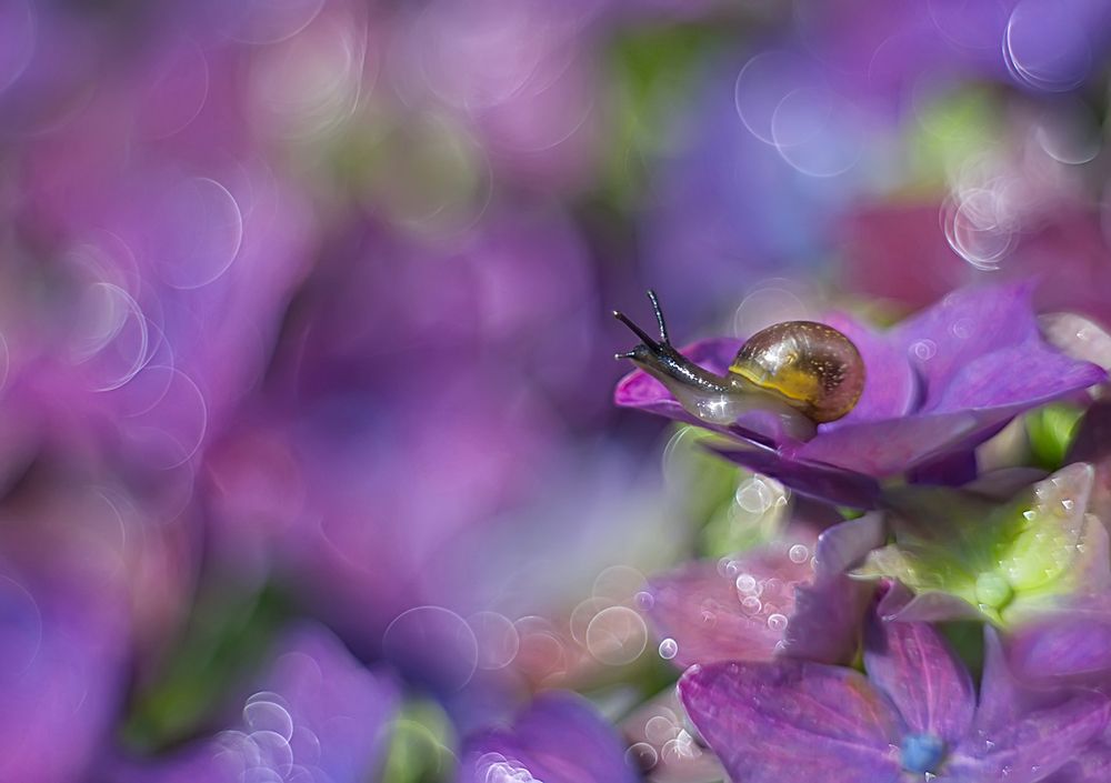 Сиреневый мир