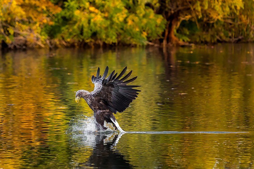 Фигурное катание