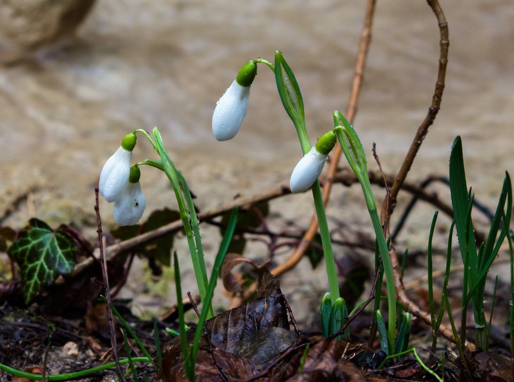 Первоцветы под дождем