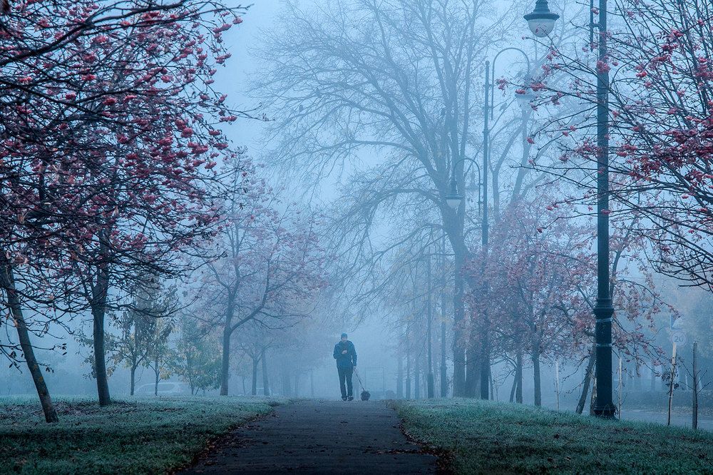 Прогулка в тумане