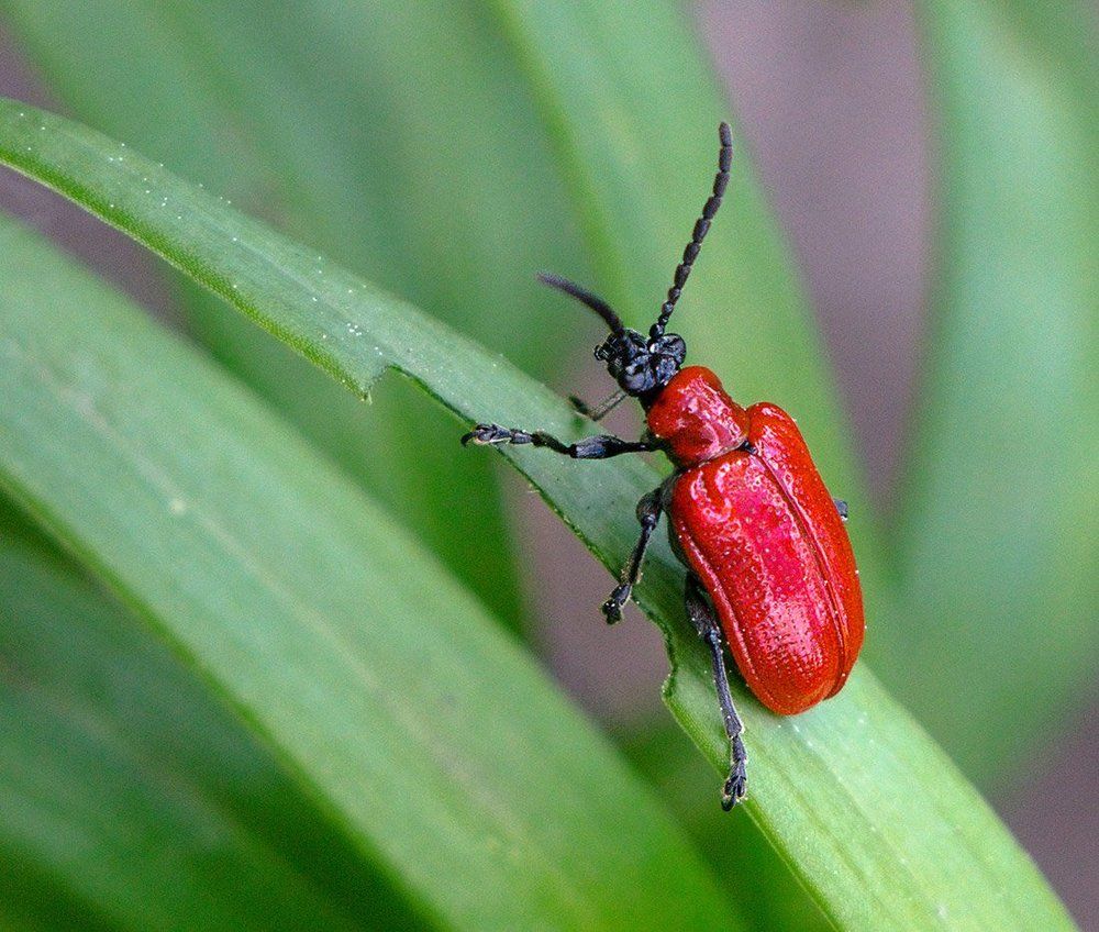 Photograph by Никанорова Ольга