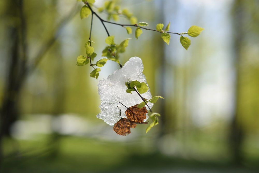 Три сезона на одной ветке