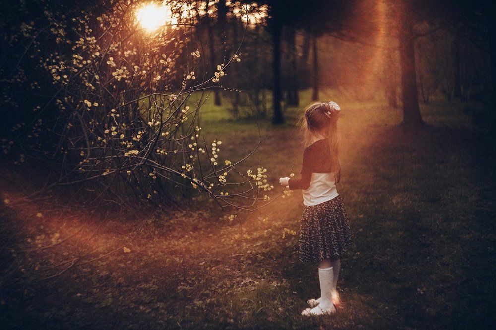 волшебный лес