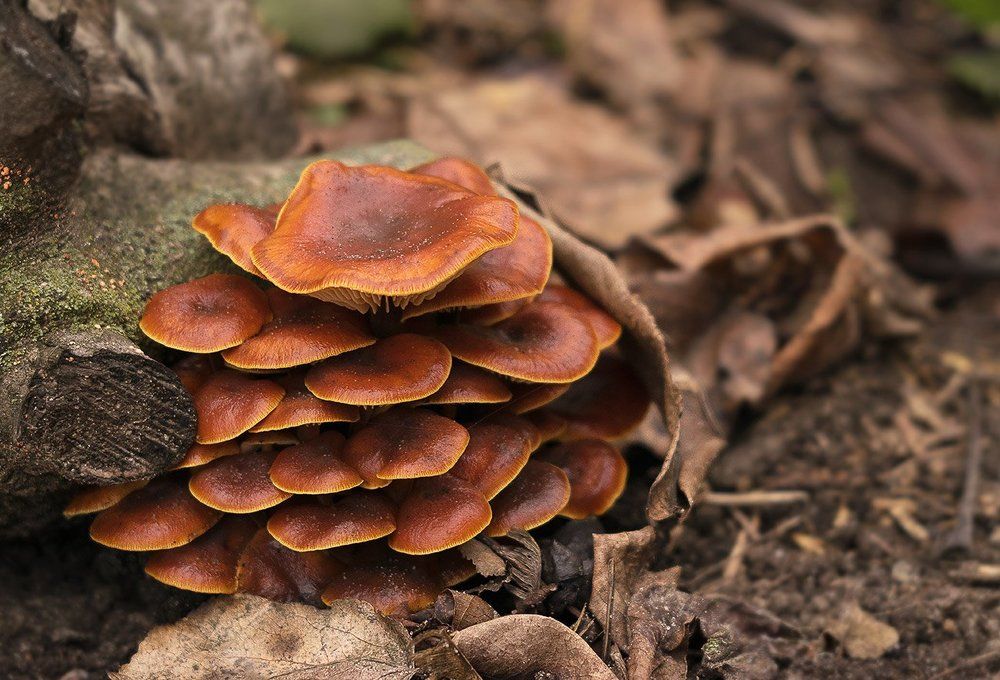 Дружная семейка