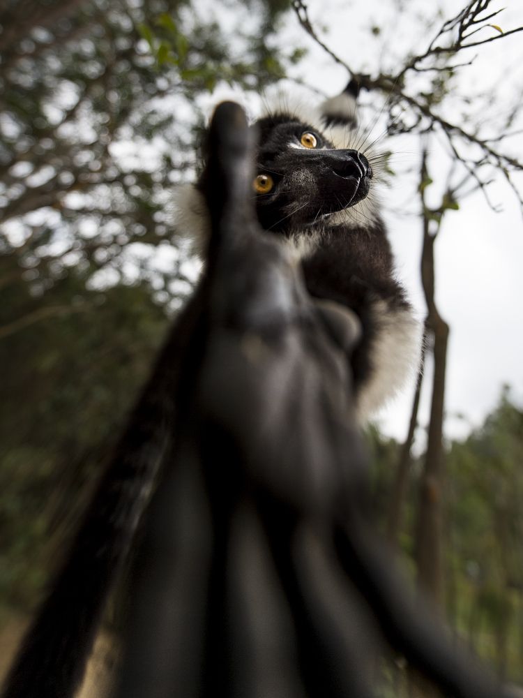 Любопытные лемуры