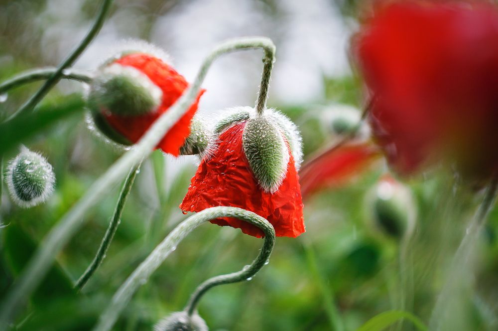 Маки под дождем