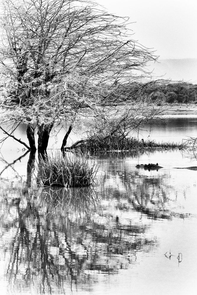 Дикие кружева