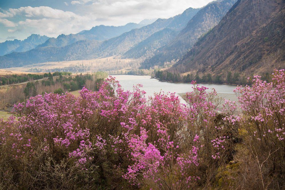 Май на Катуни