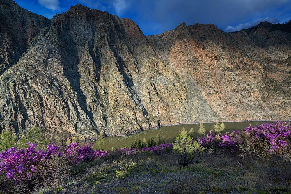 Май на берегах Катуни