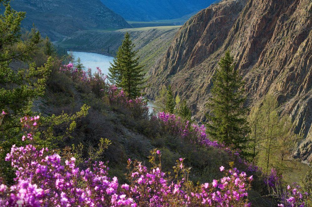 Майские краски Алтая