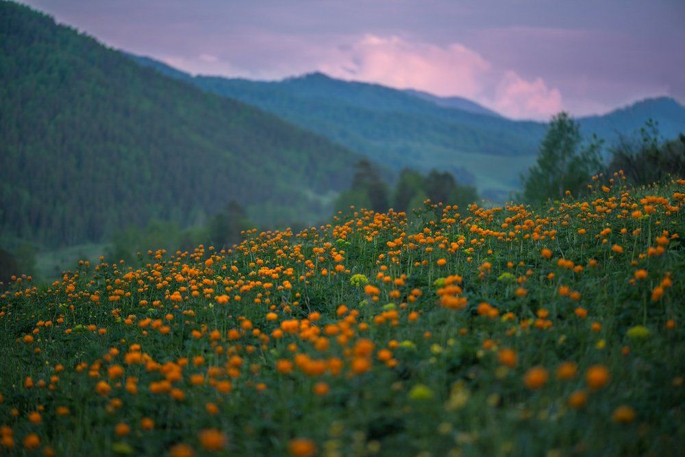 Июньский вечер