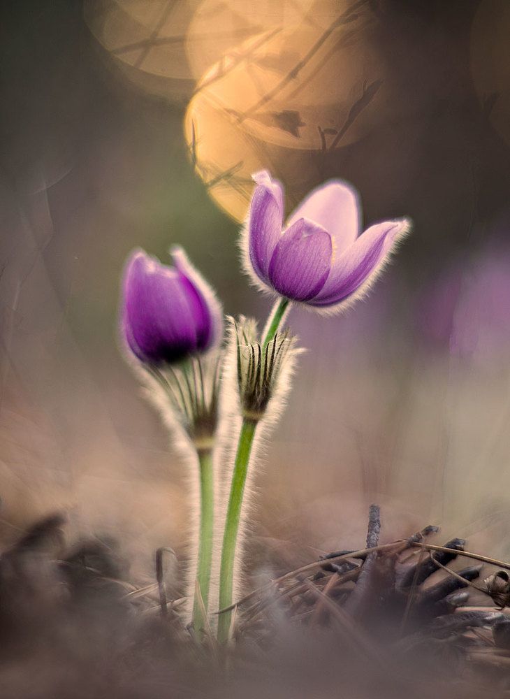 Этюд с сон-травой