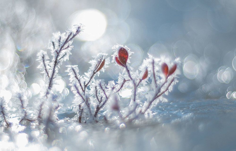 Январские кораллы