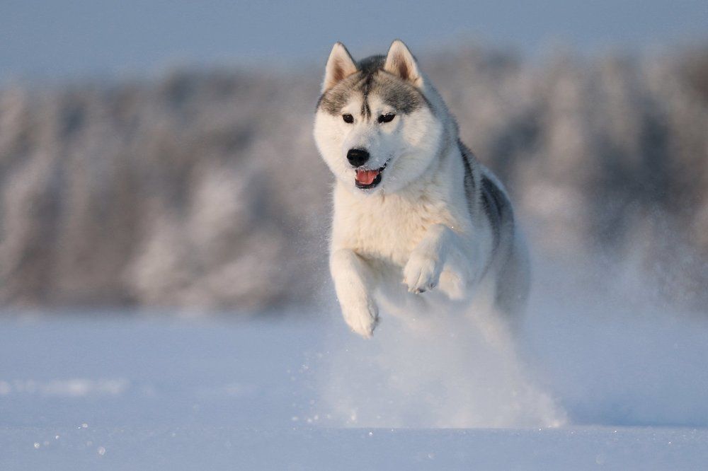 Сквозь снег