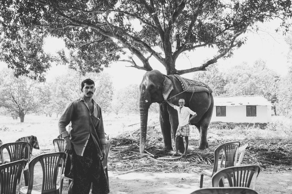 Погонщики слонов