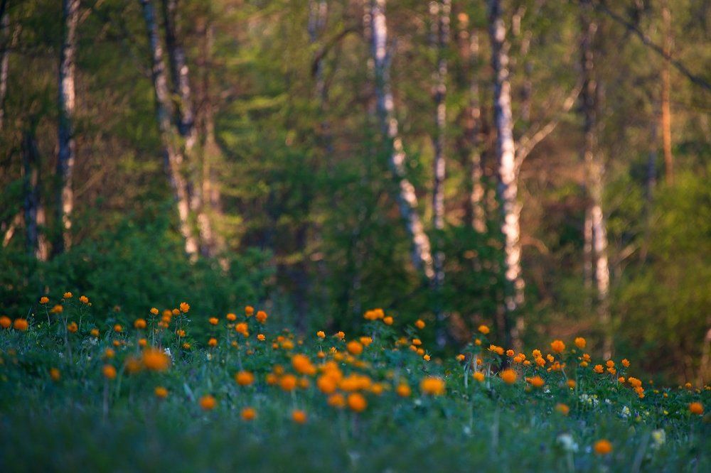 Вечерний лес