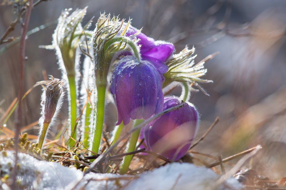 Весна из-под снега