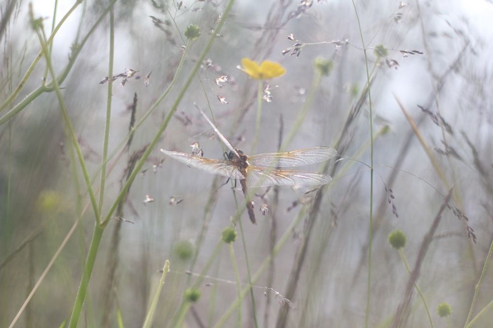 Photograph by Анна Байдо