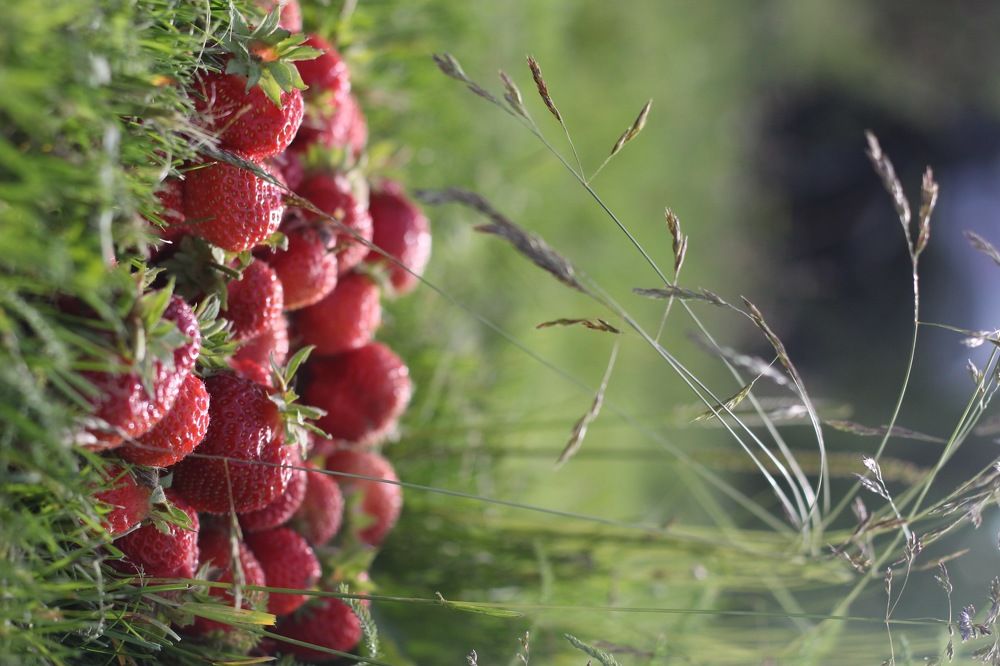 Летняя сладость