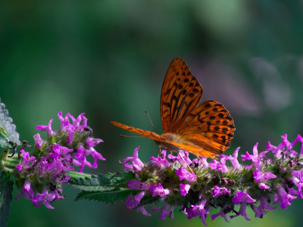 Перламутровка - Argynnis paphi