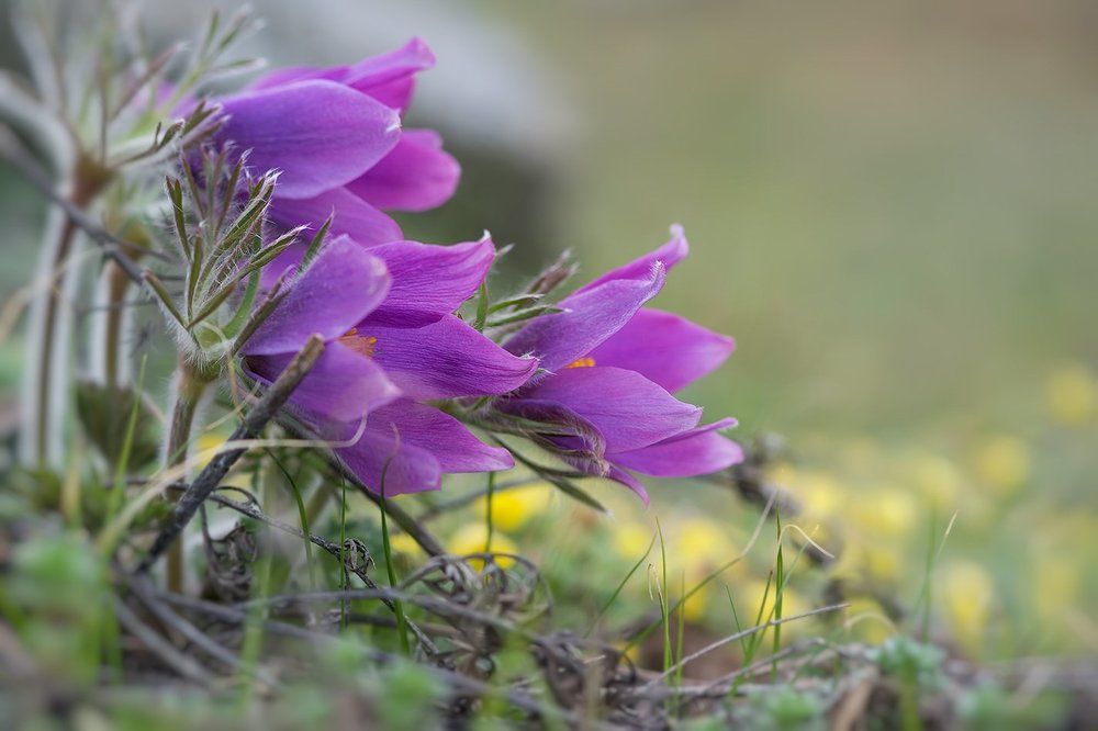 Запахи весны