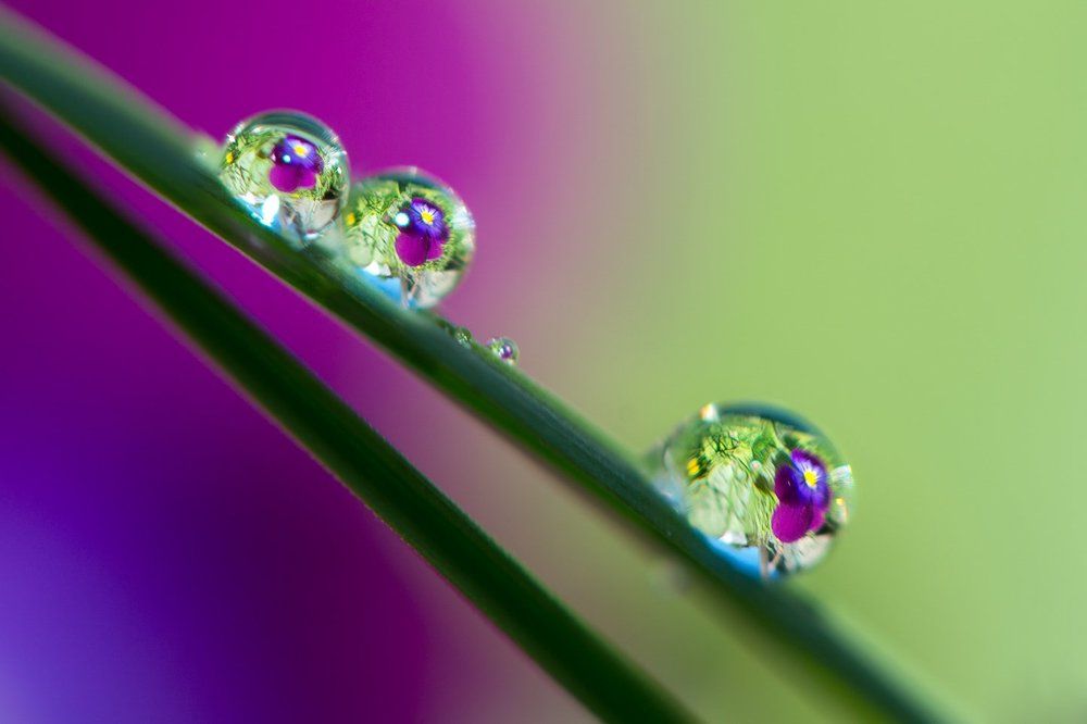 Летняя роса