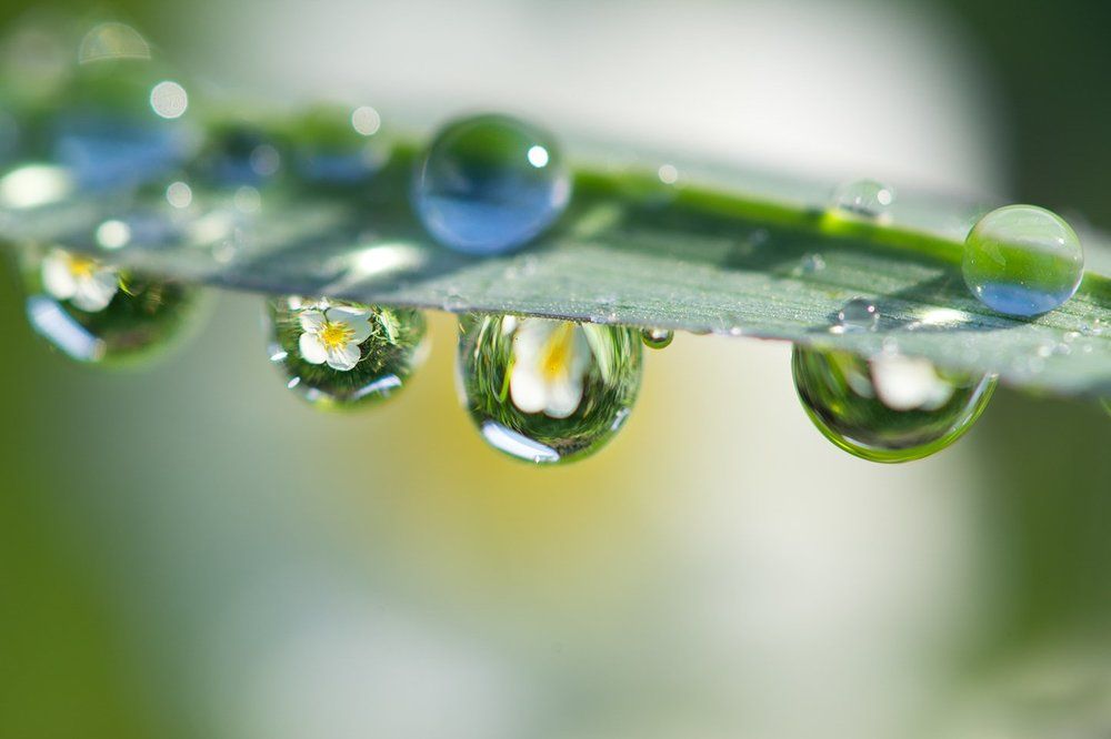 Цветы лесной клубники