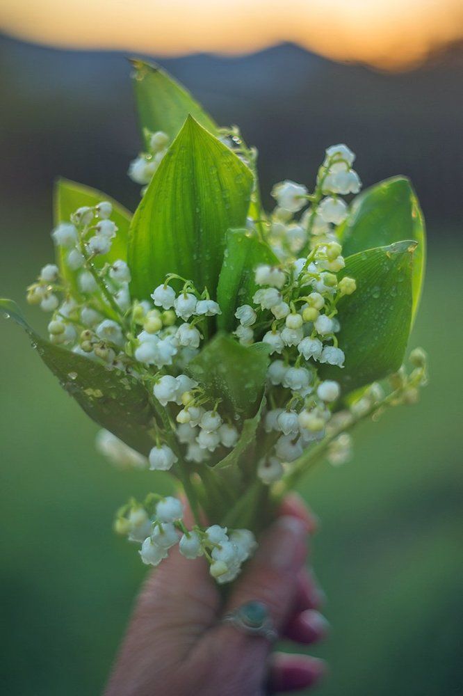 Букет ландышей