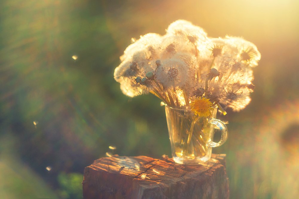 Одуванчиковый букет