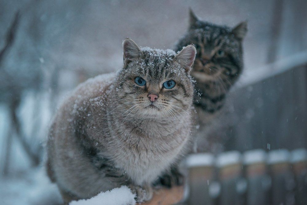 Зимним вечером