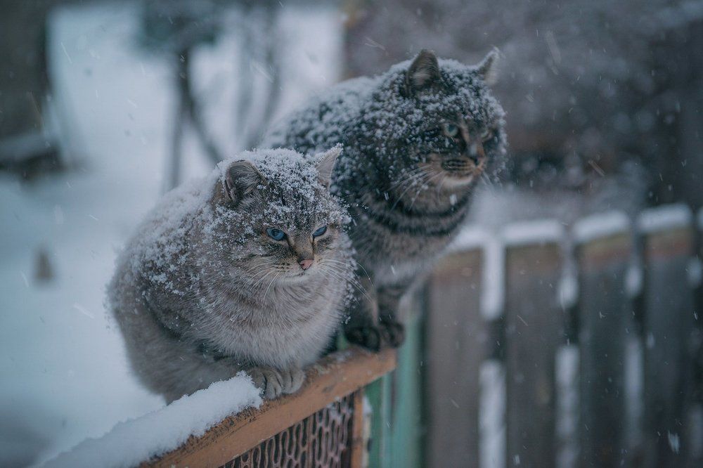 В ожидании хозяйки