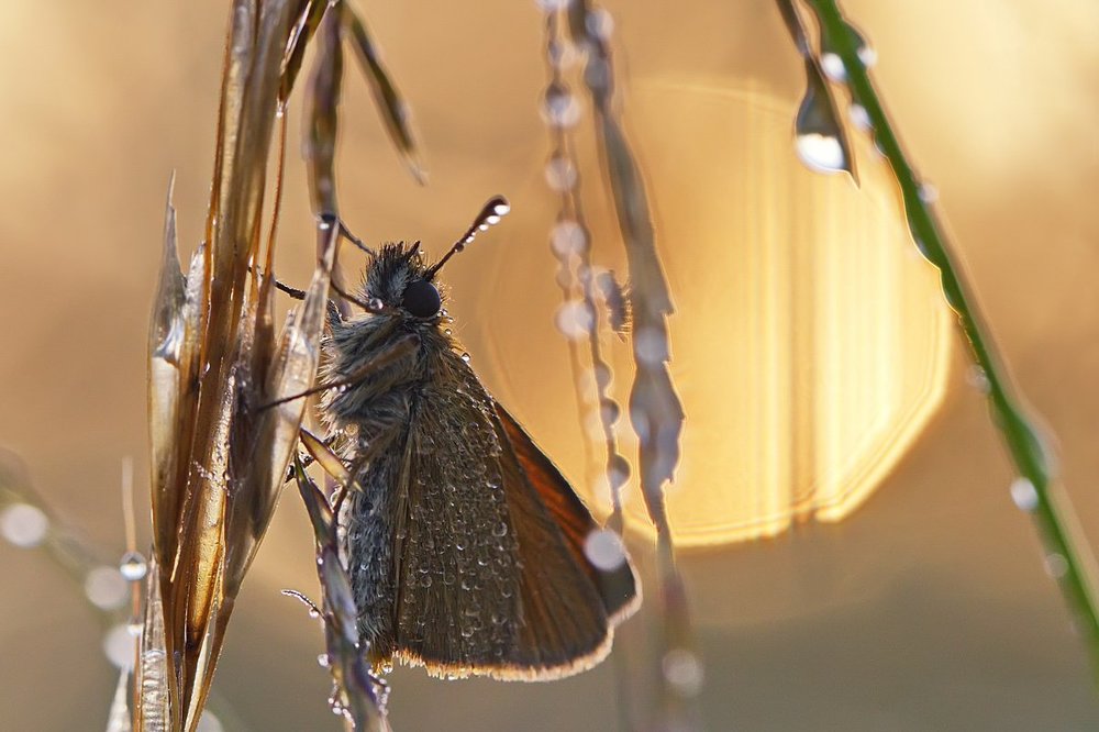 Первый солнца луч
