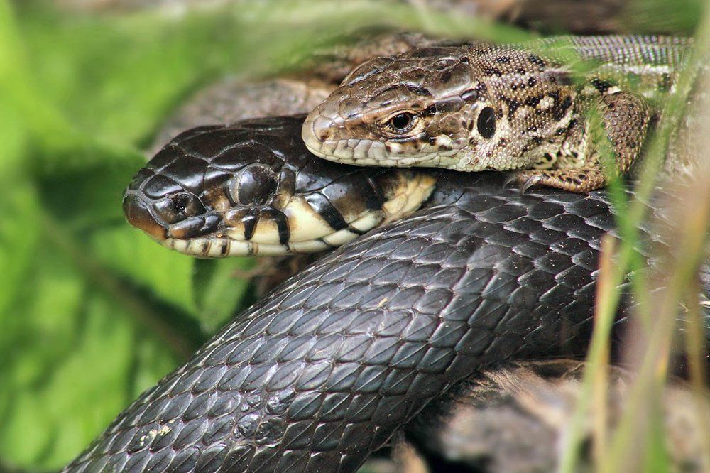 Подруги греются на солнышке
