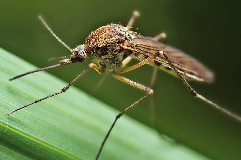 Маленький комарик