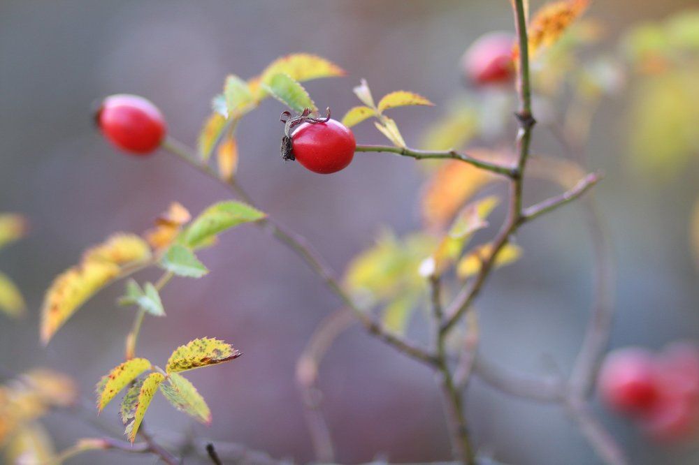 Photograph by Андрей Арсеньев